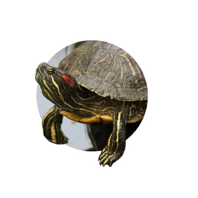 Красноухая черепаха лежит на бревне …» — создано в Шедевруме
