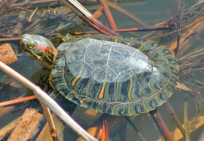 Жизнь под лампой: как содержать красноухую черепаху?: Общество: Облгазета