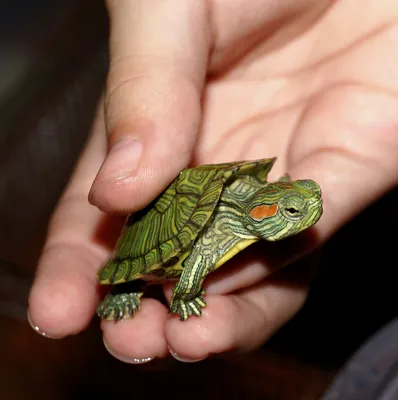Брошенные «красноушки»: домашние черепахи захватили Евразию с двух сторон
