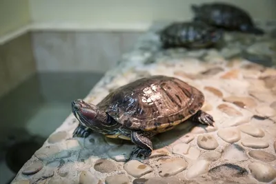 Красноухая черепаха в своём личном прудике :: Aida10 – Социальная сеть  ФотоКто