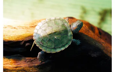 Красноухая черепаха. Уход, содержание. | АквариумДа | Дзен