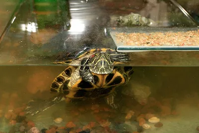Красноухая черепаха (Алматинский Зоопарк) · iNaturalist