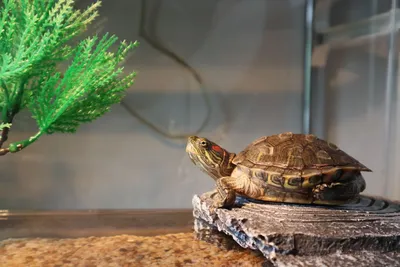 Красноухая черепаха - уход и содержание в домашних условиях - YouTube