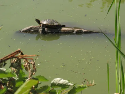 Красноухая черепаха: вот так долгожитель!