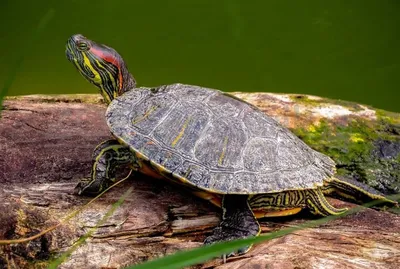 Красноухая черепаха - Волга Фото