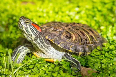 Эффективная стратегия контроля»: ученые прояснили картину экспансии  американских красноухих черепах в Евразии