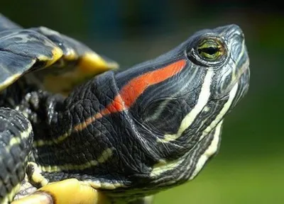 Красноухая черепаха в аквариуме» — создано в Шедевруме
