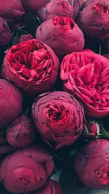 Пионы красные обои актуальное | Beautiful flowers, Amazing flowers, Flowers