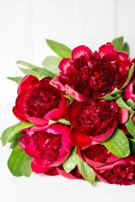 Скачать обои цветы, красный, букет, пионы, flowers разрешение 640x960  #129563
