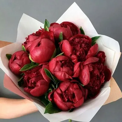 Розовые и красные пионы с самшитом купить в Москве с доставкой от Пегас  фловерс 24 часа