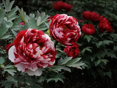 Обои Красные пионы, весенние цветы 640x1136 iPhone 5/5S/5C/SE Изображение