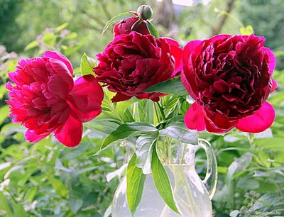 Банк Обоев: обои Красные пионы, фото - Обои для рабочего стола Красные пионы  фото - Раздел обоев: (цветы) | Пионы, Картины роз, Цветы