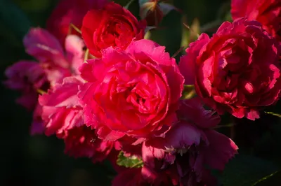 Обои Букет, цветы, розовые розы, красные пионы 1242x2688 iPhone 11 Pro/XS  Max Изображение