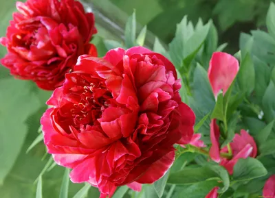 Фото Tango Красный Пионы Цветы