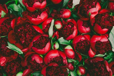 Скачать обои цветы, бутоны, лепестки, красные, пионы разрешение 1440x900  #164880