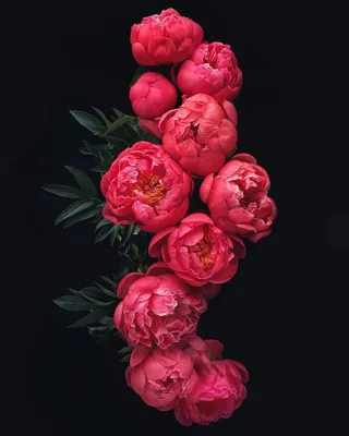 Симпатичные цветки в стеклянной вазе Красивый букет красных пионов  Флористический состав, сцена, дневной свет обои Стоковое Фото - изображение  насчитывающей антиквариаты, сад: 116850932