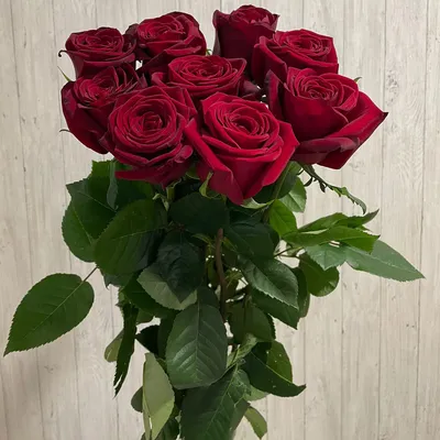 Обои для рабочего стола Текстура роза красная Цветы Много 2560x1708