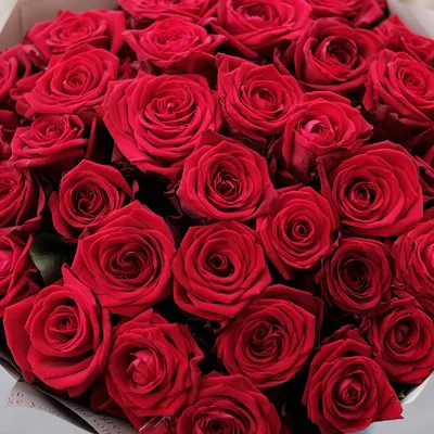 1680x1050 Обои розы, кусты, красный, бутоны | Flower pictures, Rose  wallpaper, Red roses