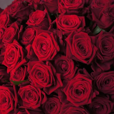 Фотообои Фон из красных роз купить на стену • Эко Обои