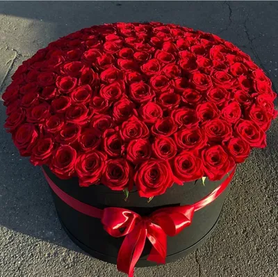 aesthetic dark red roses | Красные розы, Розы, Рисунки роз