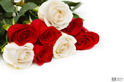 Красные розы обои на телефон - 59 фото