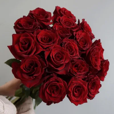101 красная роза Апер Класс. Купить цветы.