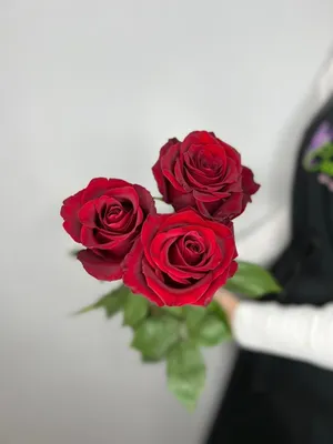 Обои на рабочий стол Красные розы на черном фоне, обои для рабочего стола,  скачать обои, обои бесплатно