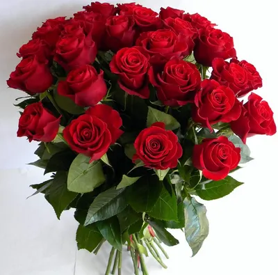 33 красные розы - купить цветы в Самаре с доставкой — Клумба- купить цветы  в Самаре с доставкой — Клумба