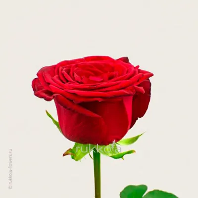 Доставка 25 красных роз по Караганде - Арт-букет