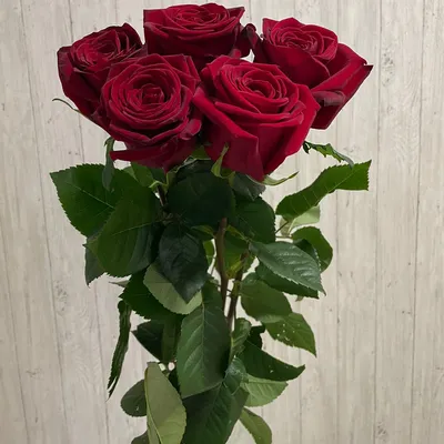 Обои Цветы Розы, обои для рабочего стола, фотографии цветы, розы, бутоны,  красные, макро Обои для рабочего стола, скачать обои картинки заставки на рабочий  стол.