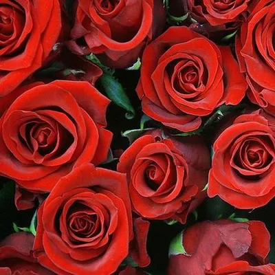 Огромный букет красных роз - обои на рабочий стол