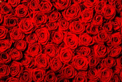 Обои для рабочего стола Текстура роза красная Цветы Много 1080x1920