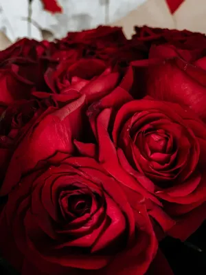 aesthetic dark red roses | Красные розы, Розы, Рисунки роз