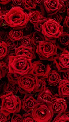 Красные розы - Png (пнг) картинки и иконки без фона