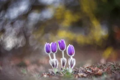 Картинки на тему красота весны (70 фото) » Картинки и статусы про  окружающий мир вокруг