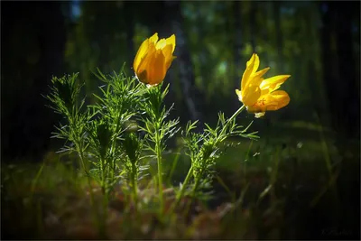 Картинки красивые красота весны (69 фото) » Картинки и статусы про  окружающий мир вокруг