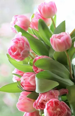 8 марта - прекрасный праздник Весны, красоты и мудрости! - ГеоГуру