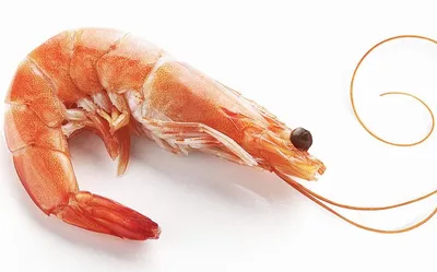Польза и вред креветок - \"По-Рыбке\" - интернет-магазин морепродуктов,  рыбной и снековой продукции. - По-Рыбке