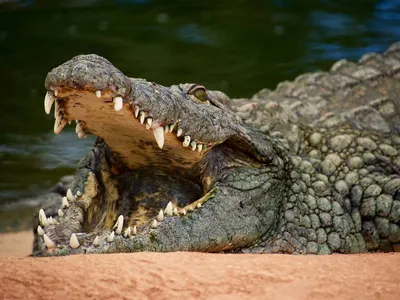Крокодил съел мопса: Звери: Из жизни: Lenta.ru