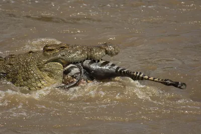 Биологи разгадали тайну способности крокодила не дышать - Газета.Ru |  Новости