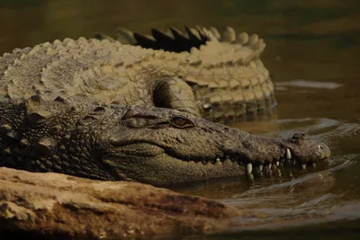 Австралиец укусил крокодила и спас себе жизнь — Сноб