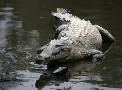 Острорылый крокодил — Википедия