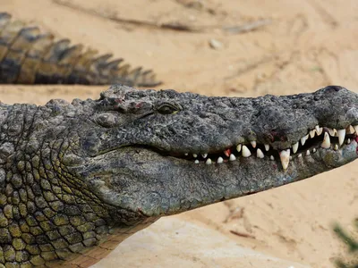 Американские ученые обнаружили способность крокодила к непорочному зачатию  - 07.06.2023, Sputnik Армения