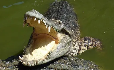 Крокодил-«нелегал» не успел причинить вреда туристам на Пхукете |  Ассоциация Туроператоров