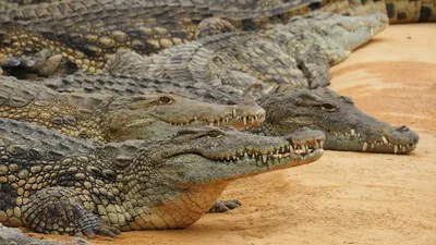 Выяснилось, что крокодилов привлекает плач человеческих младенцев