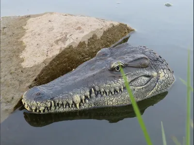 Катер крокодил, г/у плавающая голова крокодила, игрушка с имитацией головы  крокодила Flytec V002 2,4G (ID#1304567435), цена: 3399 ₴, купить на Prom.ua