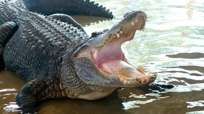 5 случаев нападения крокодилов на людей. Последствия были трагическими |  РБК Life