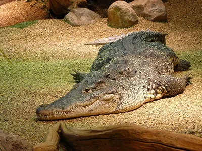 В Австралии 120-летний крокодил продолжает расти | Inbusiness.kz