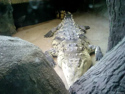 3 крокодила стоковое фото. изображение насчитывающей мясо - 38411422