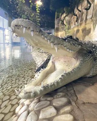 14 интересных фактов о крокодилах